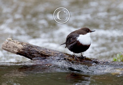 Black Bellied Dipper DM1721